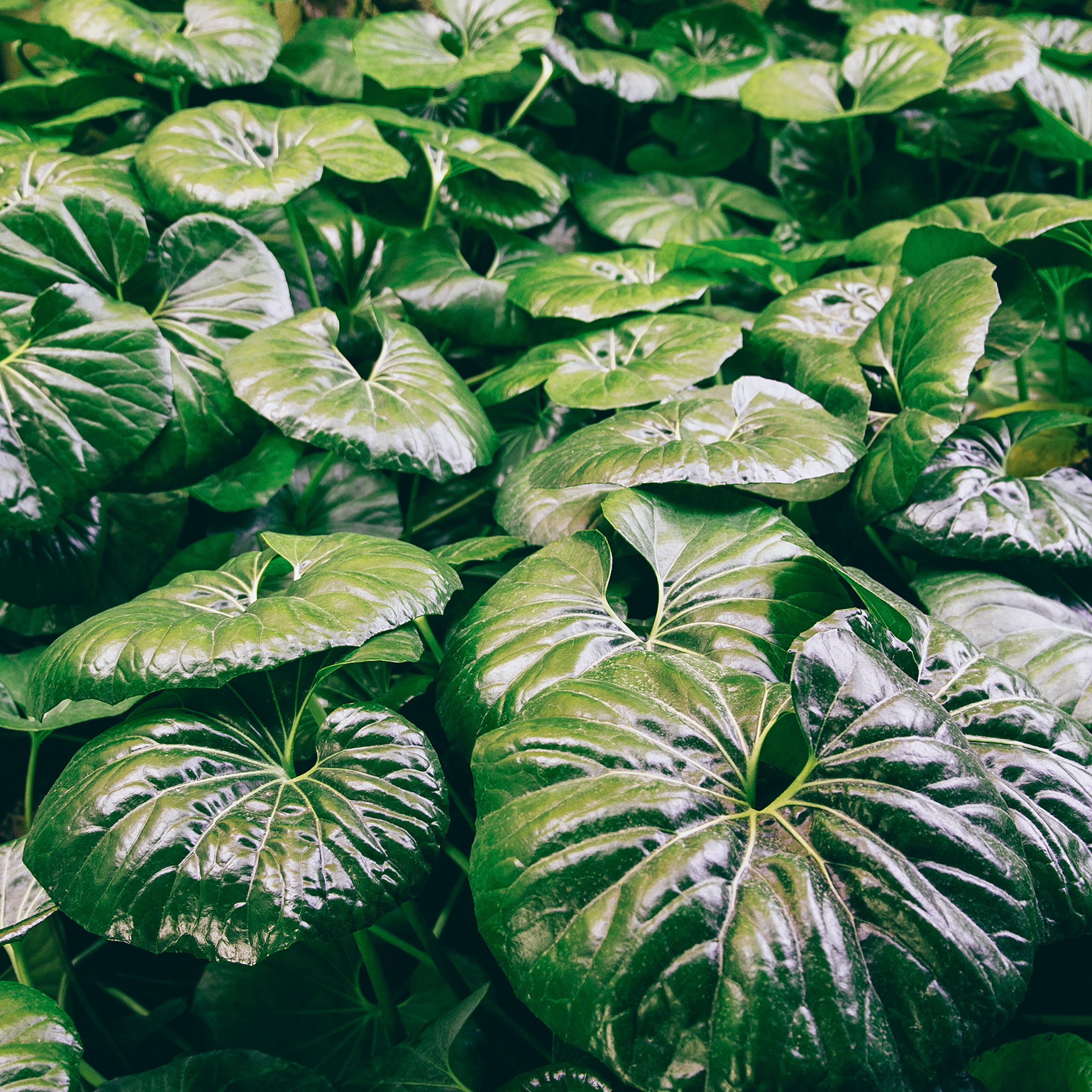 New Japandi Arrivals