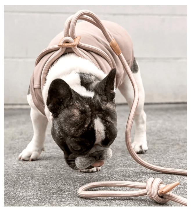 Ray Harness, Champagne Gold