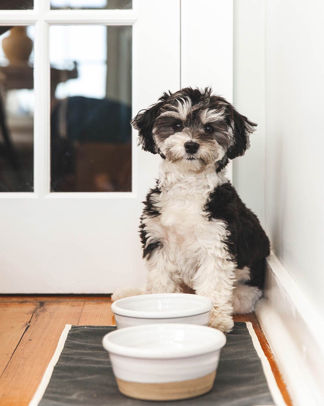 Farm Dog Bowl