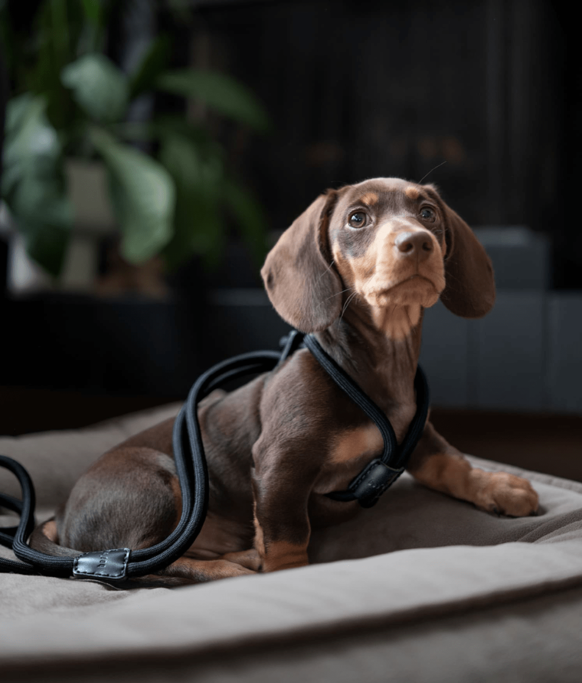 Ray Harness in Black by Boo Oh