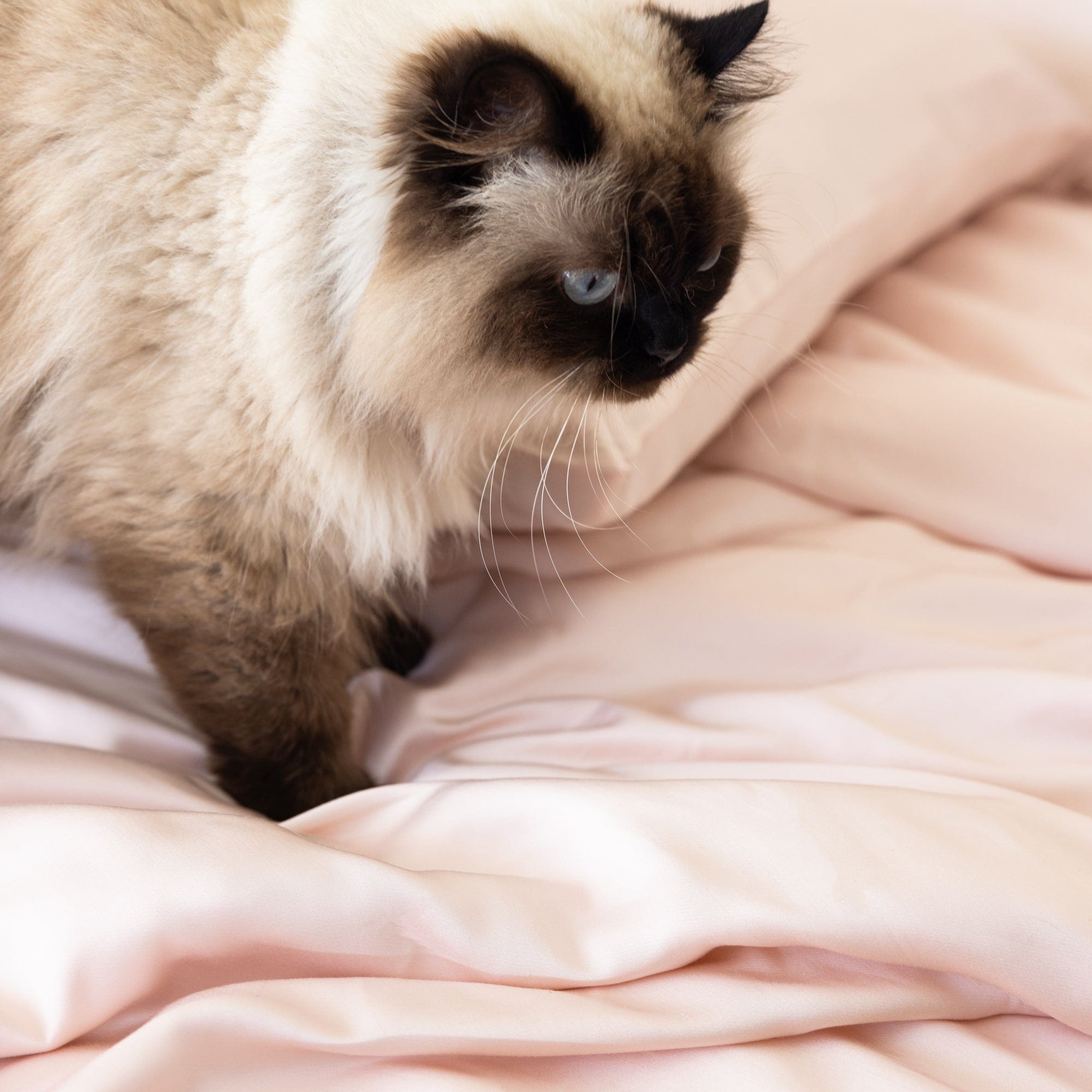Organic Bamboo Sateen Duvet Cover Set