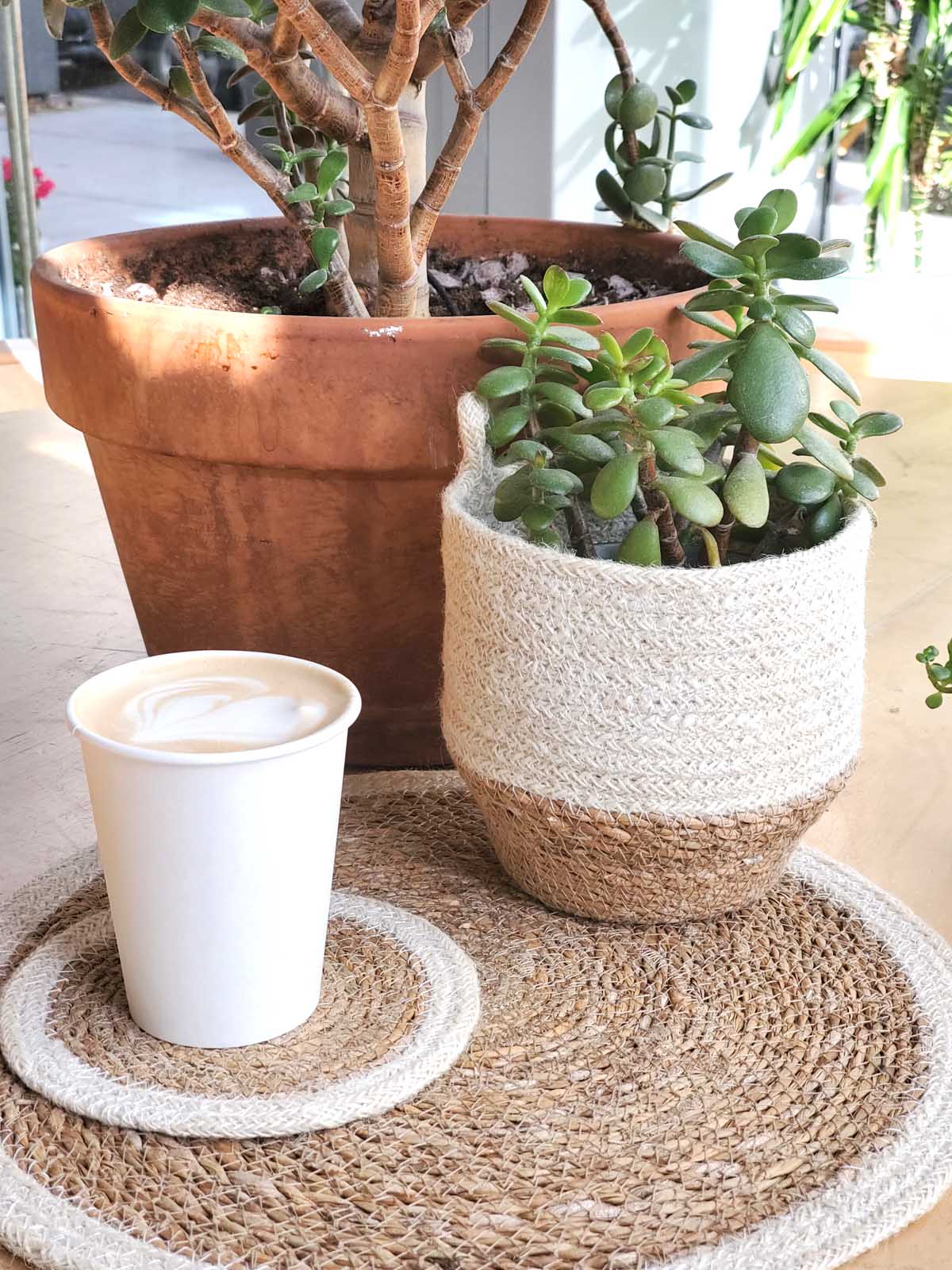 Korissa Amari Loop Bin holding succulent plant beside coffee cup