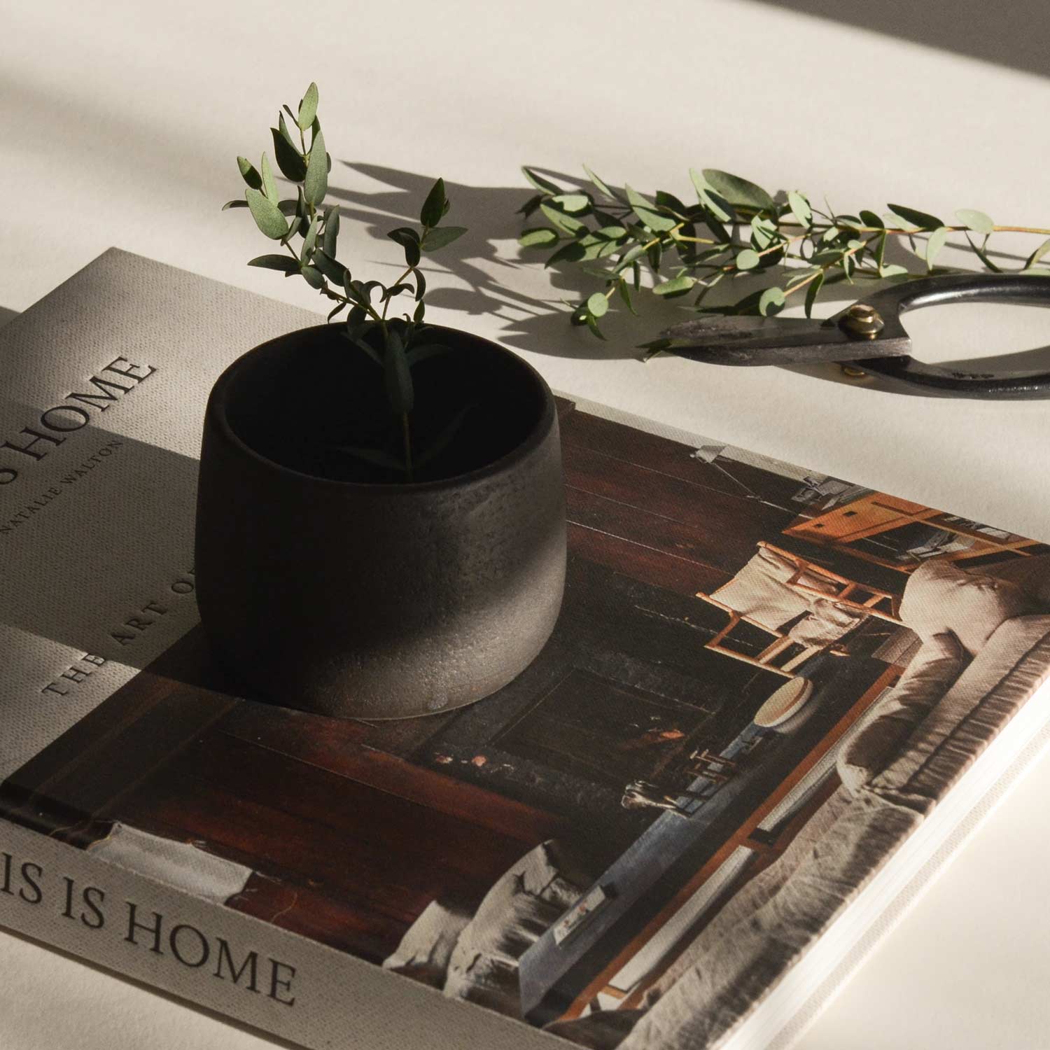 Small potted plant on a magazine with a blurred background