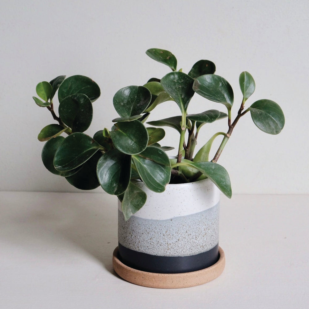 Planters & Pots