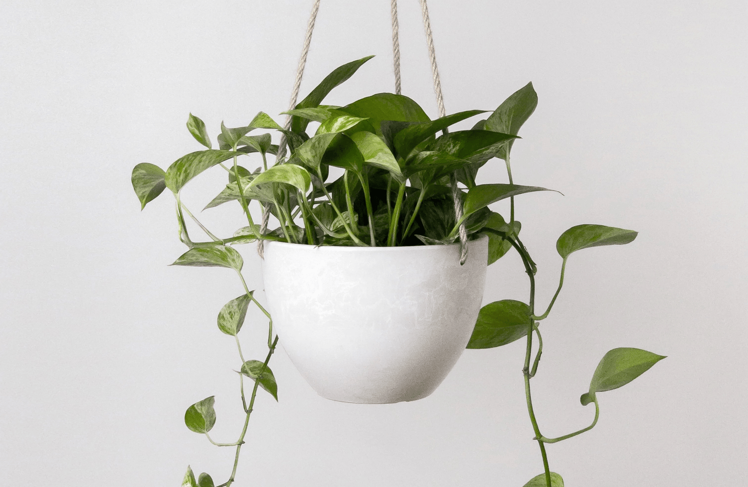 Planters &amp; Pots