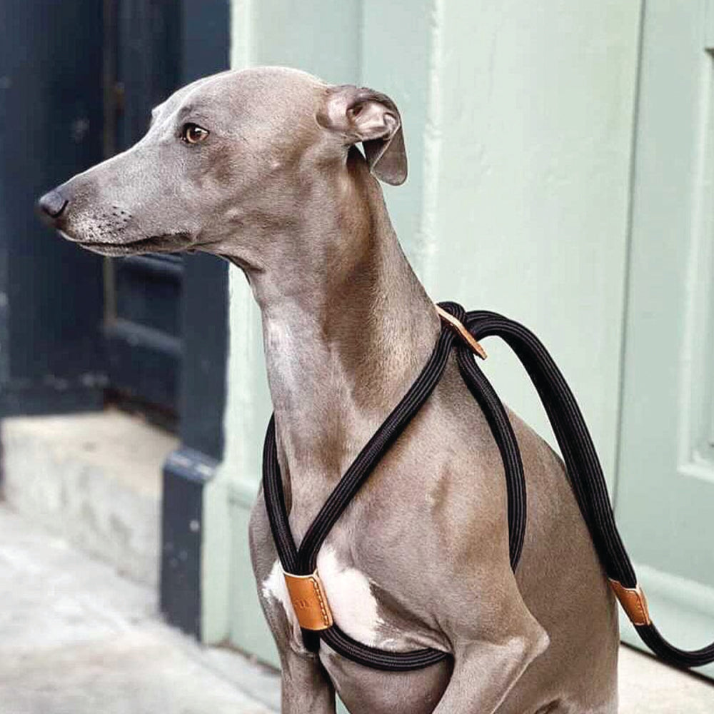 Walk Essentials