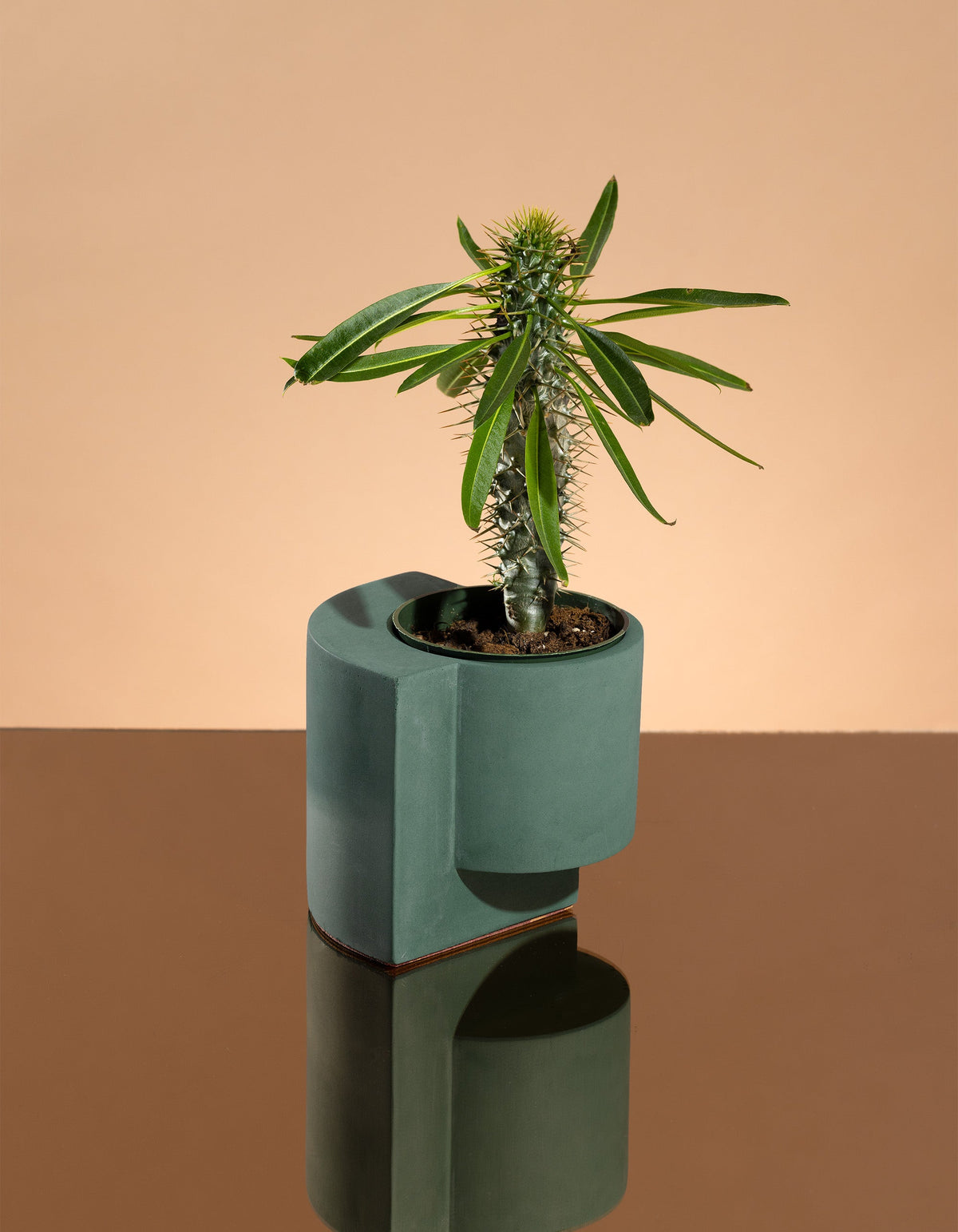 Dark blue-green Tortuga Forma Platform Planter Small - Polished Concrete holding a narrow-stemmed leafy plant on a mirrored surface against a peach backdrop, with the pot and its geometric base reflected below.