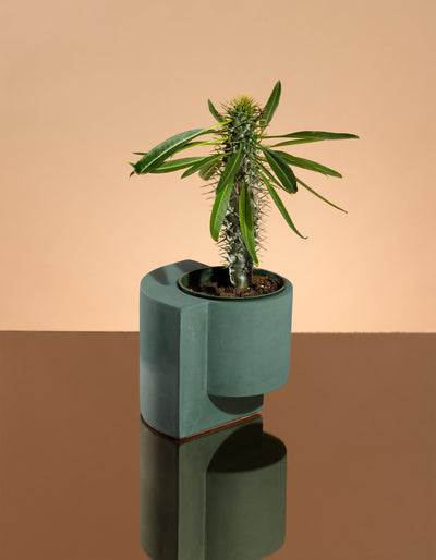 Dark blue-green Tortuga Forma Platform Planter Small - Polished Concrete holding a narrow-stemmed leafy plant on a mirrored surface against a peach backdrop, with the pot and its geometric base reflected below.