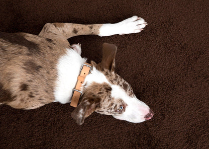 Lumi Collar, Silver + Tan