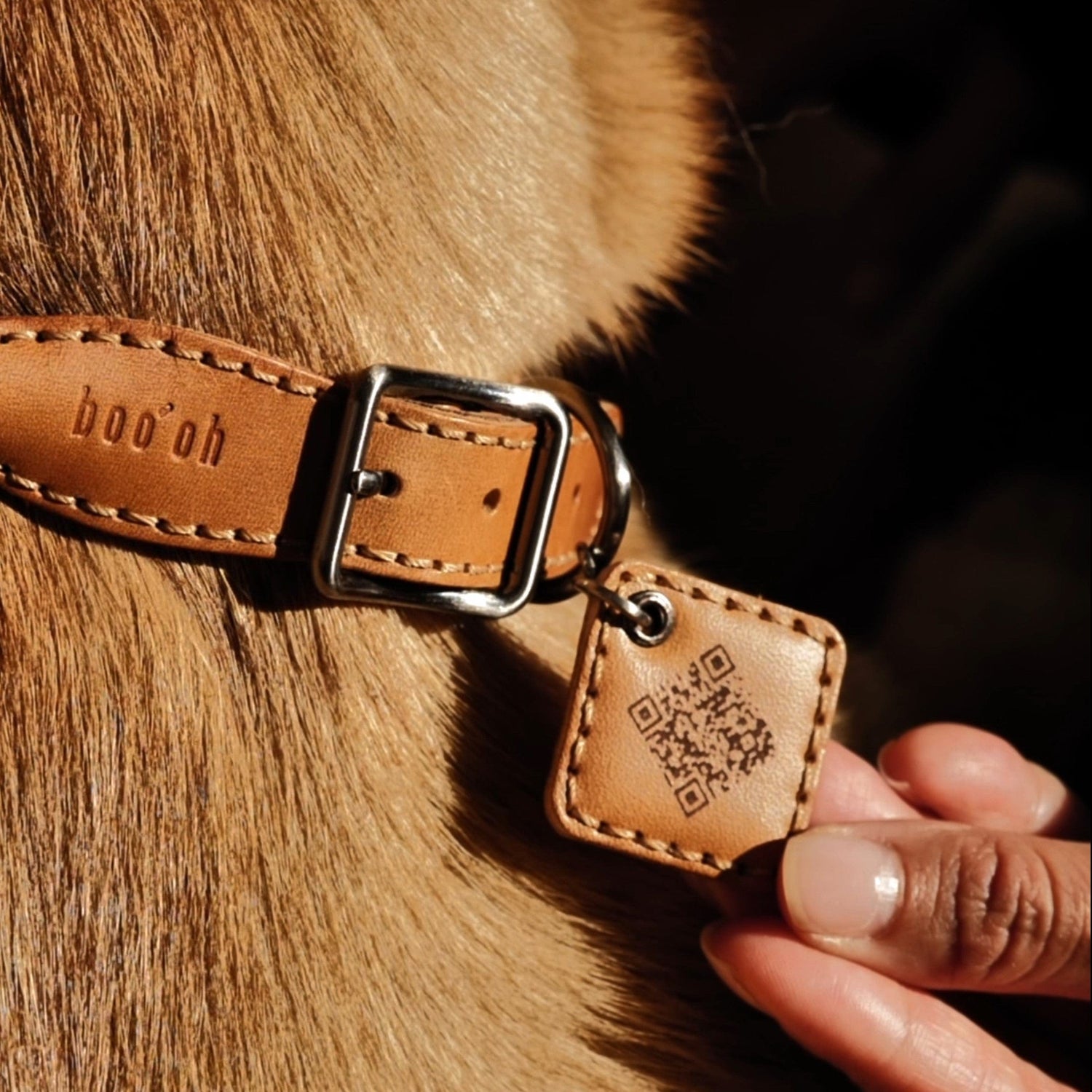 Ray Collar + Leash Set, Champagne Gold