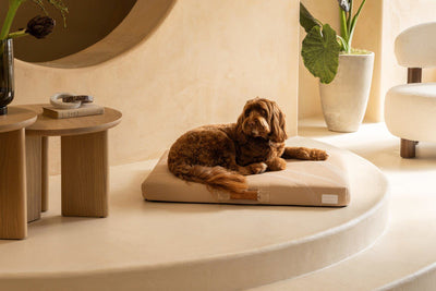 Brigette Romanek | Taupe Dog Bed or Bed Cover with dog in room