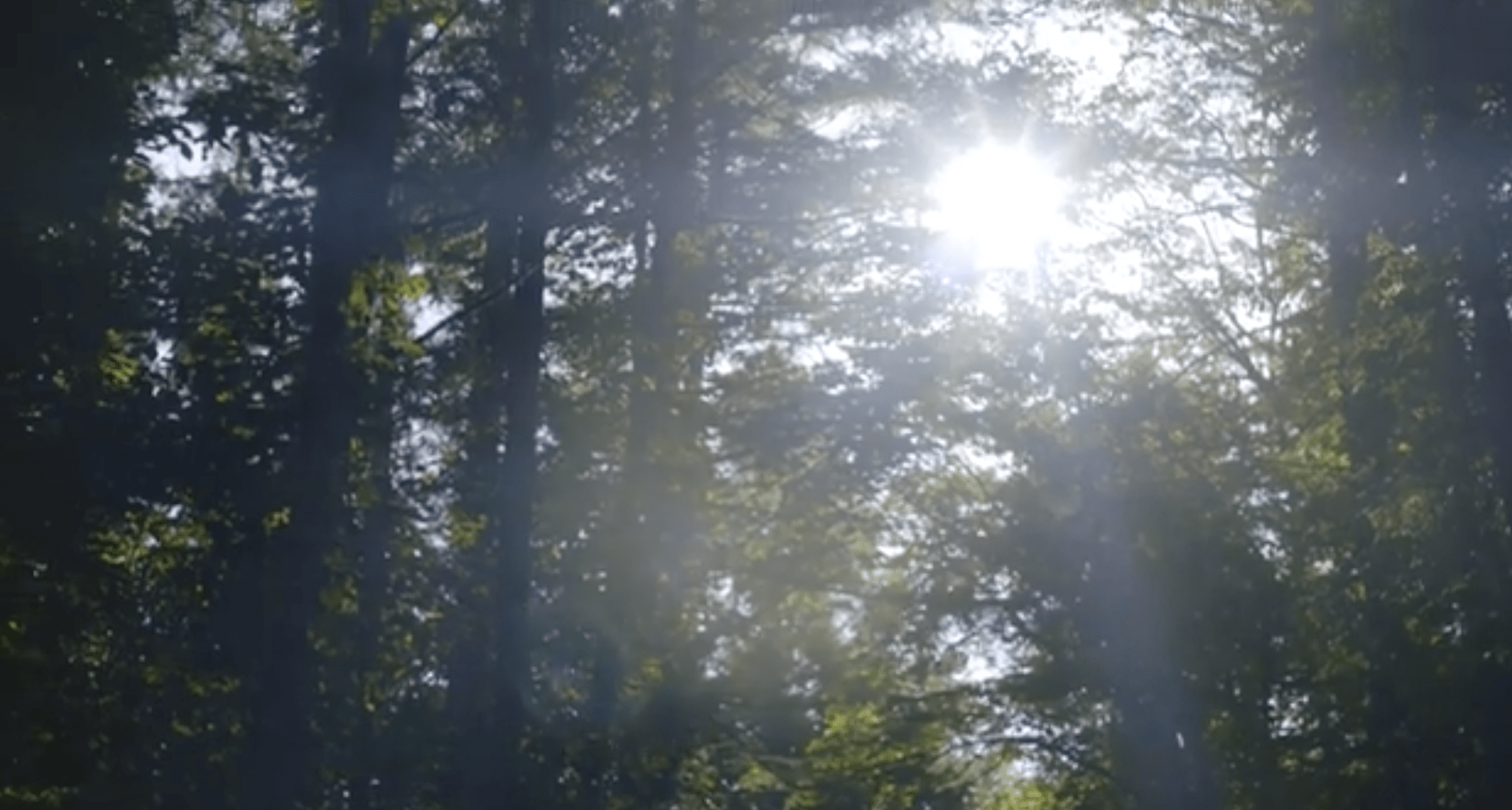 CondeHouse Hokkaido Forest