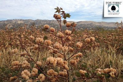 Tree with cotton-like buds in a field with 'Fox Fibre' logo in the corner