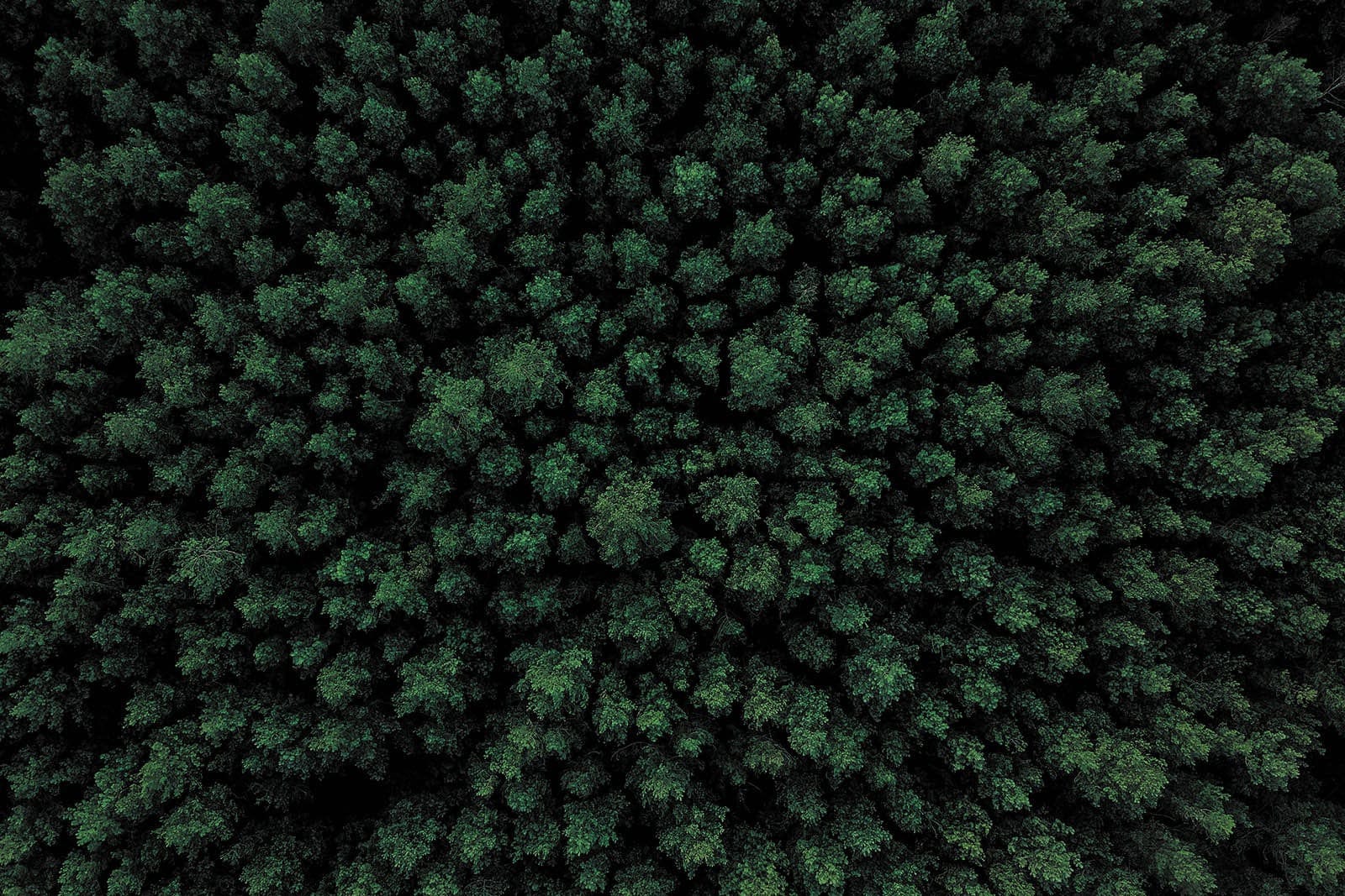Hokkaido Forest, Japan