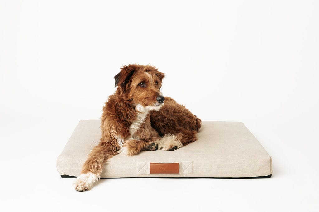 Lay Lo Orthopedic Dog Bed in Ecru with Dog