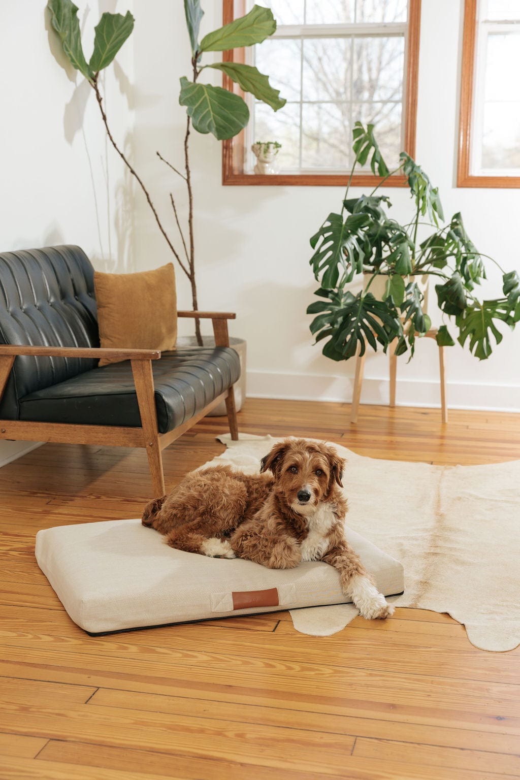 Lay Lo Orthopedic Dog Bed in Ecru with dog in room