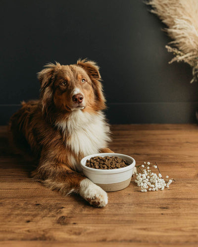 Farm Dog Bowl