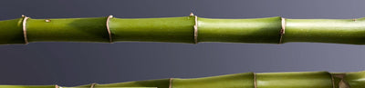 DOZ Bamboo Duvet Cover Set