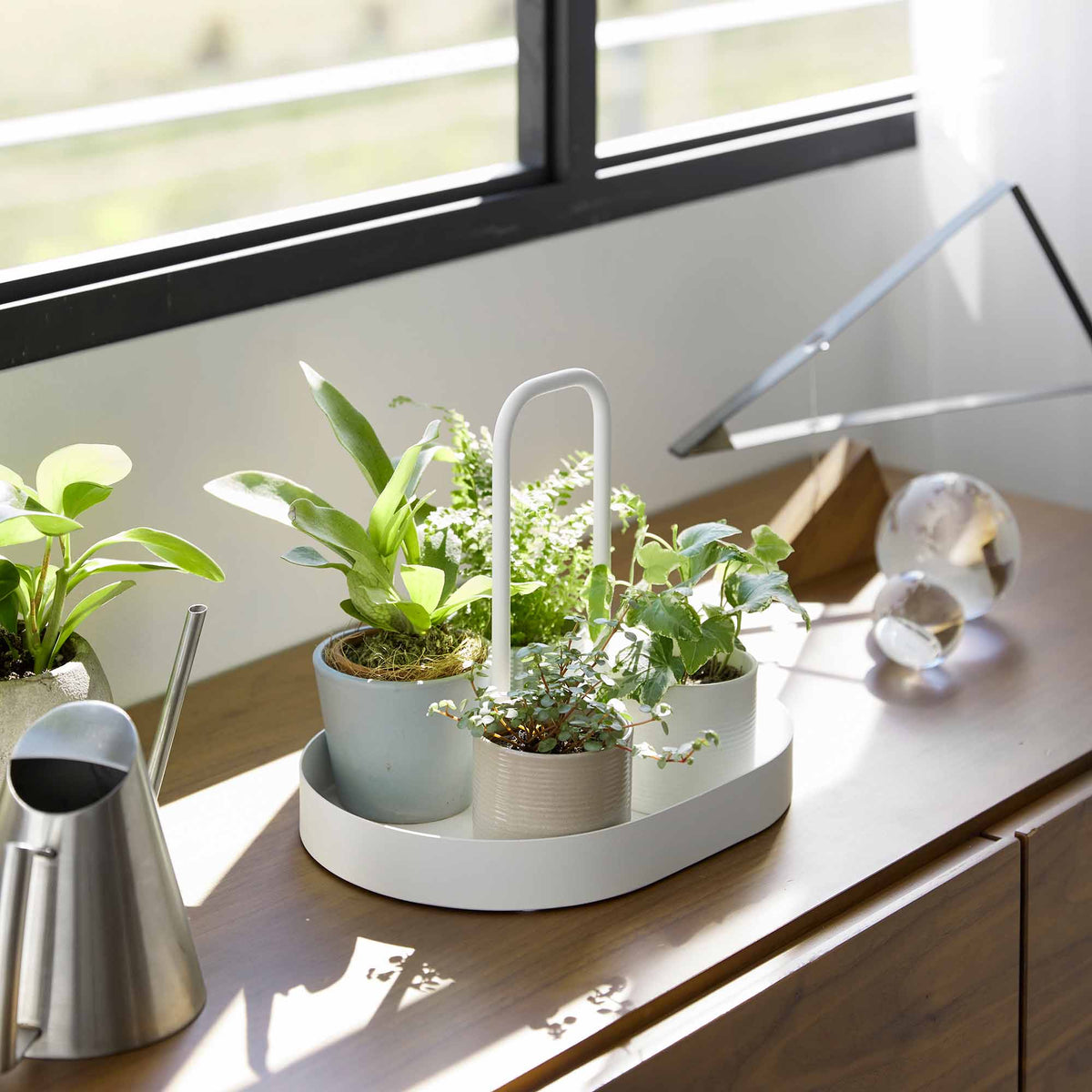 White Yamazaki Home Vanity Tray with Handle - Steel holding several small potted plants on a sunlit wooden cabinet, with a metal watering vessel nearby.