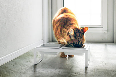 Pet Food Bowl - Tall - Steel + Ceramic