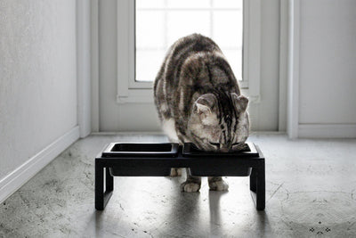 Pet Food Bowl - Tall - Steel + Ceramic