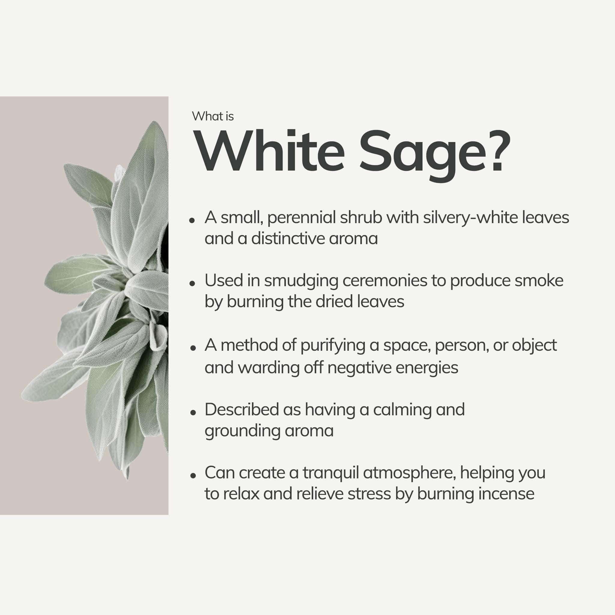 White sage plant with text about white sage on a light gray background